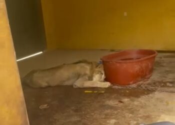 Rescatan a otro león en Sinaloa: ya suman 11 felinos rescatados en medio de la violencia