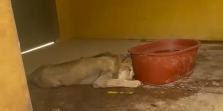 Rescatan a otro león en Sinaloa: ya suman 11 felinos rescatados en medio de la violencia