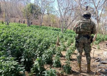 Localizan tres plantíos de marihuana y erradican 11 mil 548 kilogramos de enervante en Mazatlán