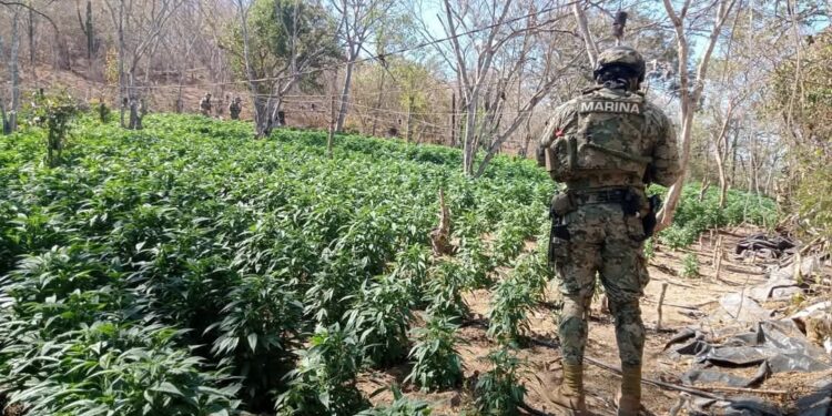 Localizan tres plantíos de marihuana y erradican 11 mil 548 kilogramos de enervante en Mazatlán