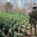 Localizan tres plantíos de marihuana y erradican 11 mil 548 kilogramos de enervante en Mazatlán