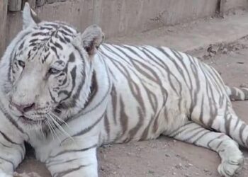 Felinos rescatados: víctimas silenciosas de la violencia en Sinaloa