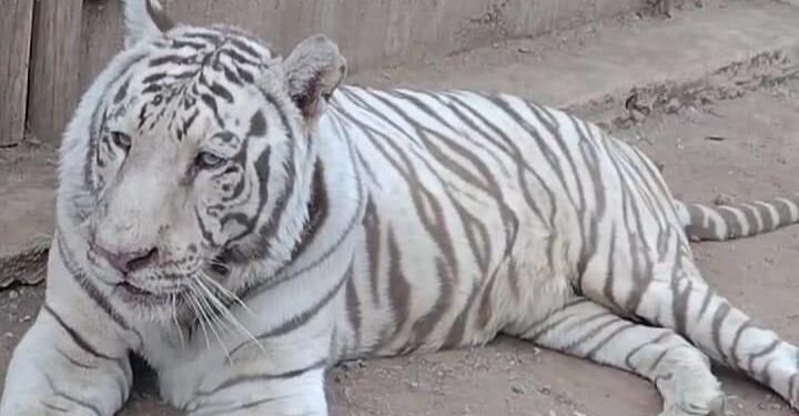 Felinos rescatados: víctimas silenciosas de la violencia en Sinaloa