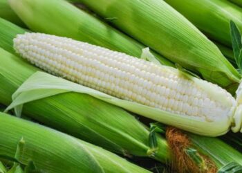 Se pagarán incentivos a productores trigueros y maiceros la última semana de este mes, anuncia Ismael Bello Esquivel