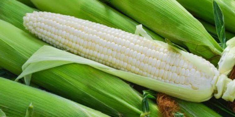 Se pagarán incentivos a productores trigueros y maiceros la última semana de este mes, anuncia Ismael Bello Esquivel