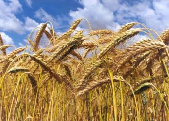 Rocha Moya anuncia pago a trigueros esta misma semana