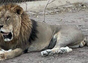 Fallece un León del Zoológico de Culiacán