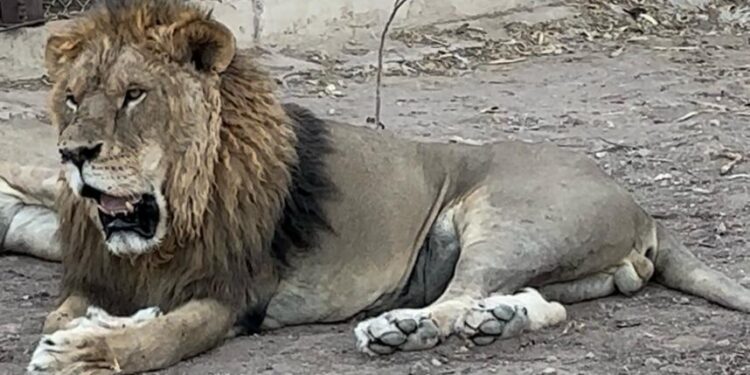 Fallece un León del Zoológico de Culiacán
