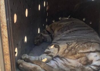 Ostok Sanctuary y autoridades rescatan a dos tigres extremadamente violentos en Sinaloa