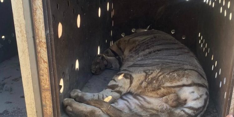 Ostok Sanctuary y autoridades rescatan a dos tigres extremadamente violentos en Sinaloa