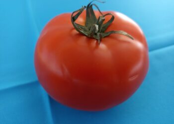 Estados Unidos notifica la intención de retiro del Acuerdo 2019 del antidumping sobre tomates frescos provenientes de México