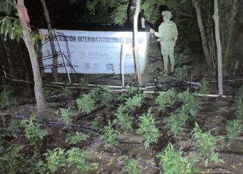 Grupo Interinstitucional localizó y erradicó un plantío de marihuana en el municipio de Elota
