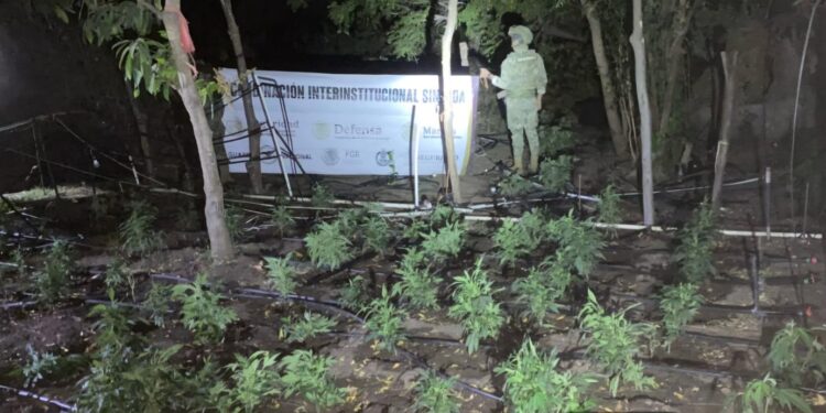 Grupo Interinstitucional localizó y erradicó un plantío de marihuana en el municipio de Elota