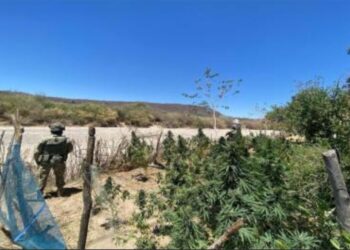 Aseguran precursores químicos y plantío de marihuana en Culiacán, Choix y El Fuerte