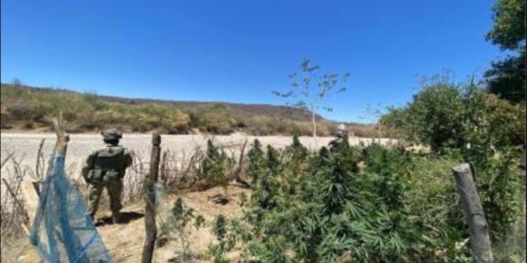 Aseguran precursores químicos y plantío de marihuana en Culiacán, Choix y El Fuerte