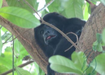 AZCARM pone en marcha Observatorio Ciudadano para evitar muerte masiva de monos saraguatos en el sureste de México este 2025