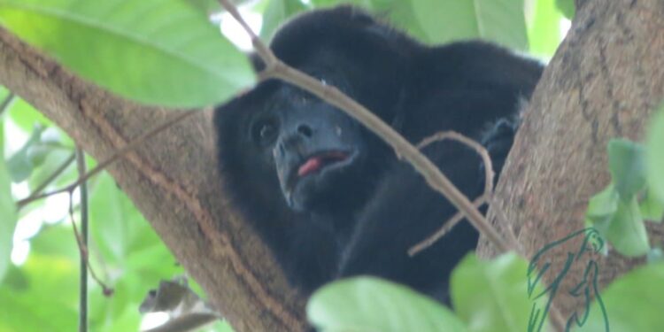 AZCARM pone en marcha Observatorio Ciudadano para evitar muerte masiva de monos saraguatos en el sureste de México este 2025