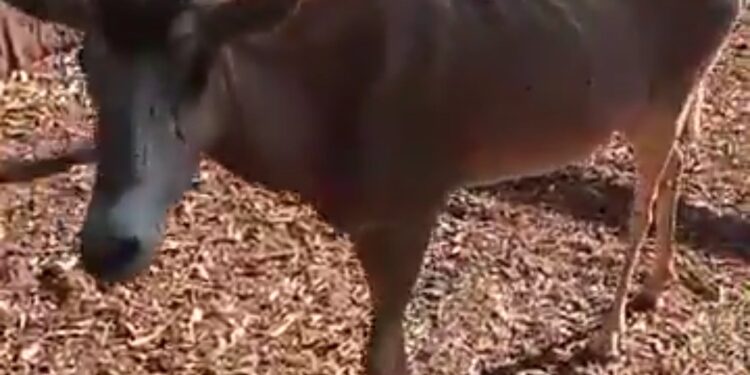 En los puros “huesos” estan los animales del Zoológico de Culiacán