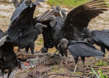 “Por respeto a las familias me reservo la opinión”: Karina Márquez sobre propuesta de CEDH de emplear zopilotes en búsqueda de desaparecidos