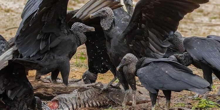 “Por respeto a las familias me reservo la opinión”: Karina Márquez sobre propuesta de CEDH de emplear zopilotes en búsqueda de desaparecidos