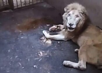 León del Zoológico de Culiacán falleció por causas naturales: Gamez Mendívil