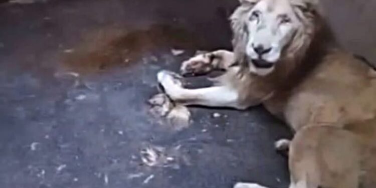 León del Zoológico de Culiacán falleció por causas naturales: Gamez Mendívil