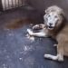 León del Zoológico de Culiacán falleció por causas naturales: Gamez Mendívil