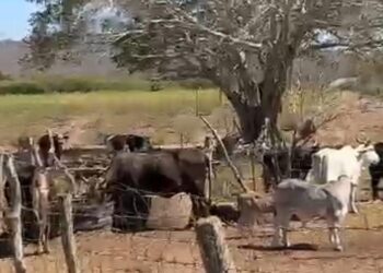 Suspensión de importaciones de ganado hacia USA por gusano barrenador no afecta a Sinaloa: Secretario de Agricultura y Ganadería