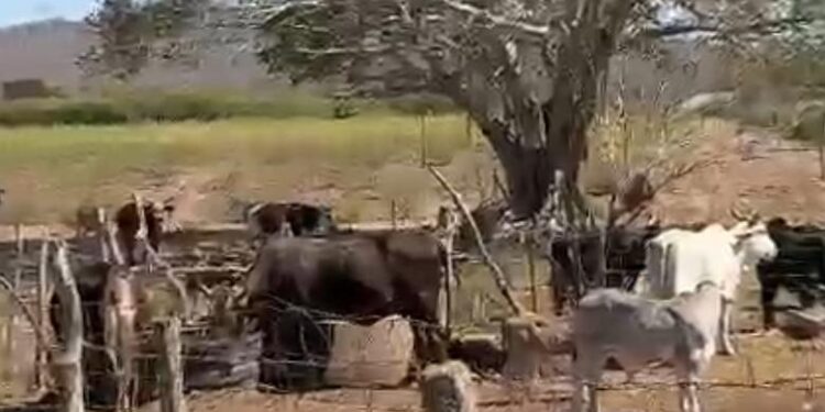 Suspensión de importaciones de ganado hacia USA por gusano barrenador no afecta a Sinaloa: Secretario de Agricultura y Ganadería