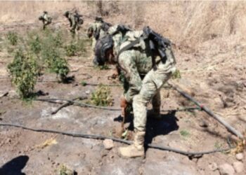 Localizan y destruye plantío de marihuana en Cosalá