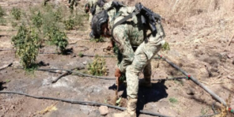 Localizan y destruye plantío de marihuana en Cosalá