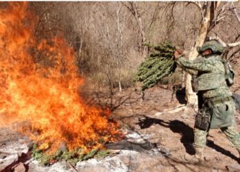 Grupo Interinstitucional asegura y destruye secadero de marihuana en Cosalá