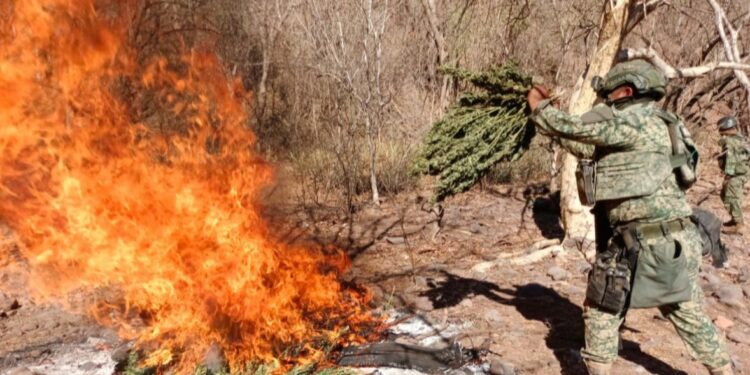 Grupo Interinstitucional asegura y destruye secadero de marihuana en Cosalá