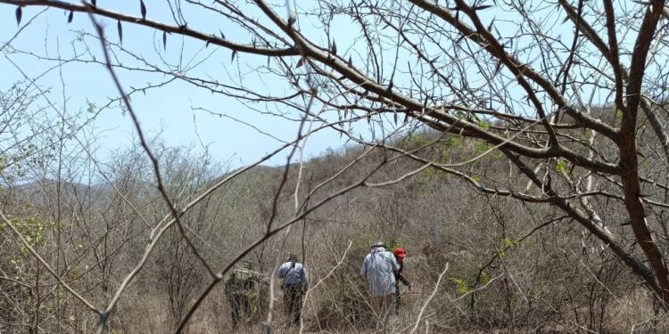Rastreadoras mazatlecas localizan dos osamentas en Palmillas