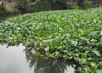 Diputado exige a Conagua eliminar “colchón” de lirio acuático de ríos de Culiacán