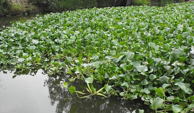 Diputado exige a Conagua eliminar “colchón” de lirio acuático de ríos de Culiacán