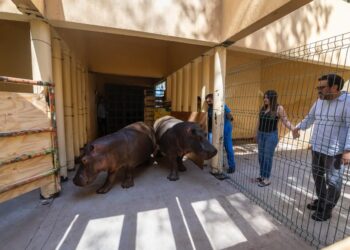 ¡Llegan dos nuevos hipopótamos al Zoológico de Culiacán!