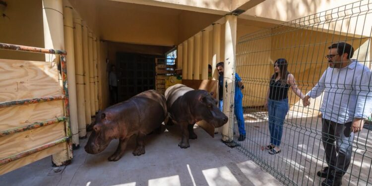 ¡Llegan dos nuevos hipopótamos al Zoológico de Culiacán!