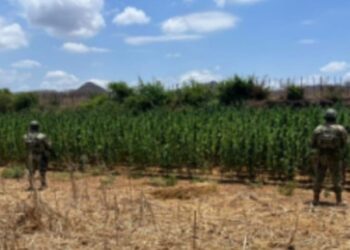Grupo Interinstitucional asegura un plantío de marihuana en Culiacán