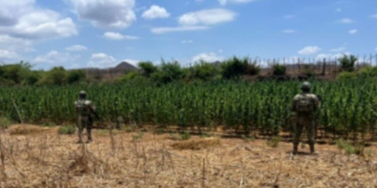Grupo Interinstitucional asegura un plantío de marihuana en Culiacán