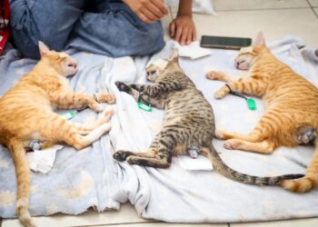 Participar en esta campaña no solo es cuidar a las mascotas, también es formar mejores ciudadanos: SEBIDES