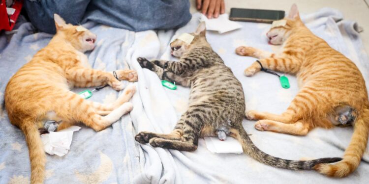 Participar en esta campaña no solo es cuidar a las mascotas, también es formar mejores ciudadanos: SEBIDES