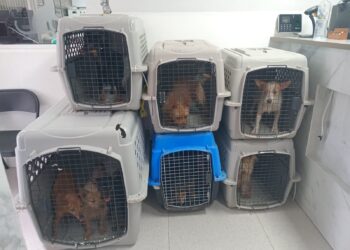 73 mascotas han sido rescatadas de comunidades abandonadas en Culiacán