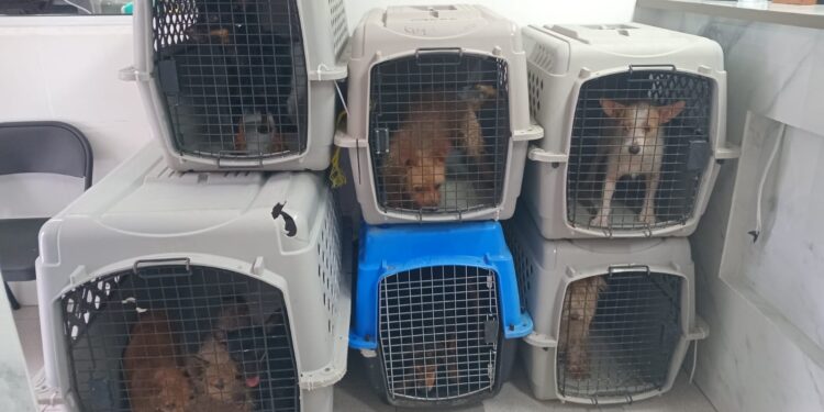 73 mascotas han sido rescatadas de comunidades abandonadas en Culiacán