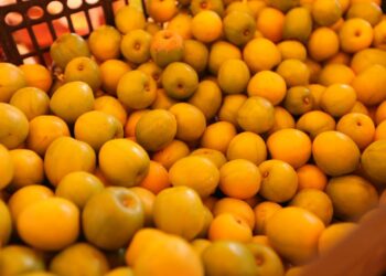 Feria de la Ciruela 2025, una muestra del orgullo y la vocación productiva de Agua Caliente de Gárate