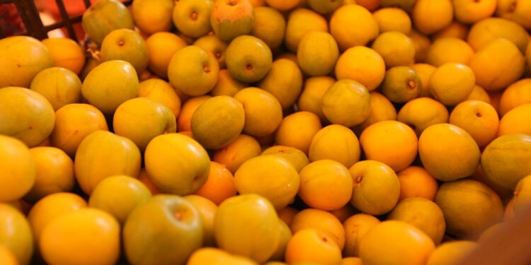 Feria de la Ciruela 2025, una muestra del orgullo y la vocación productiva de Agua Caliente de Gárate