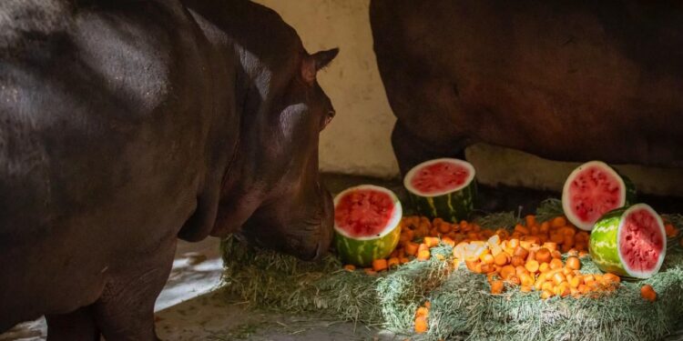¡El sábado la entrada al zoológico será gratuita! Presentarán la nueva pareja de hipopótamos