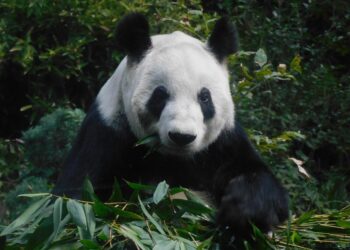 Sin los zoológicos miles de animales y cientos de especies ya hubieran desaparecido