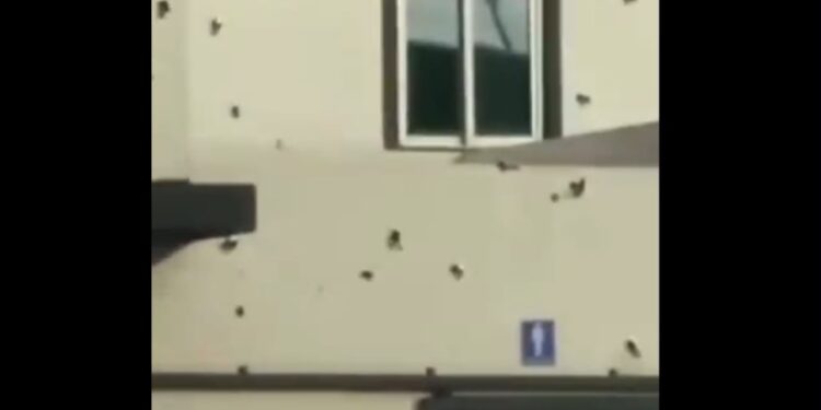 Confirman hallazgo de gasolinera rafagueada tras balacera en Elota