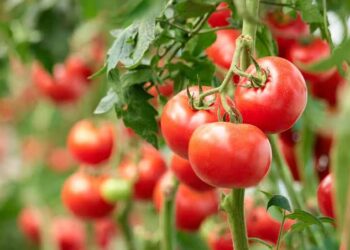 Investigador de la UAS realizará una estancia posdoctoral en la Universidad de Almería, España, para estudiar el cultivo y comercialización del tomate
